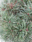 Preview: Pinus pumila glauca Kugel